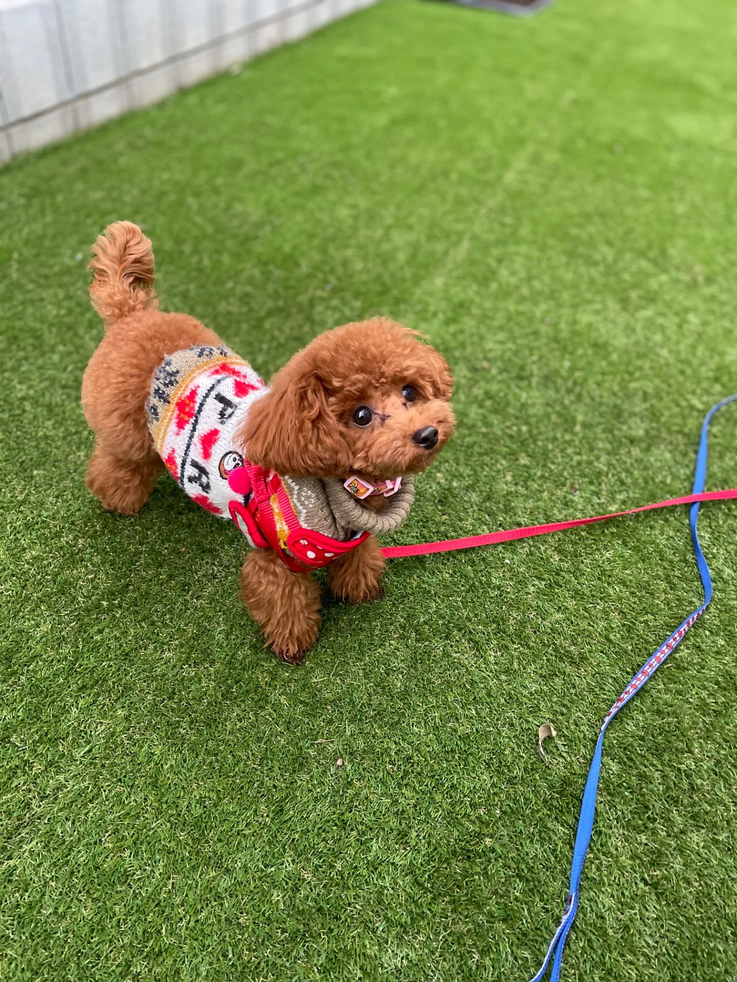 トリミングの周期ってどのくらい