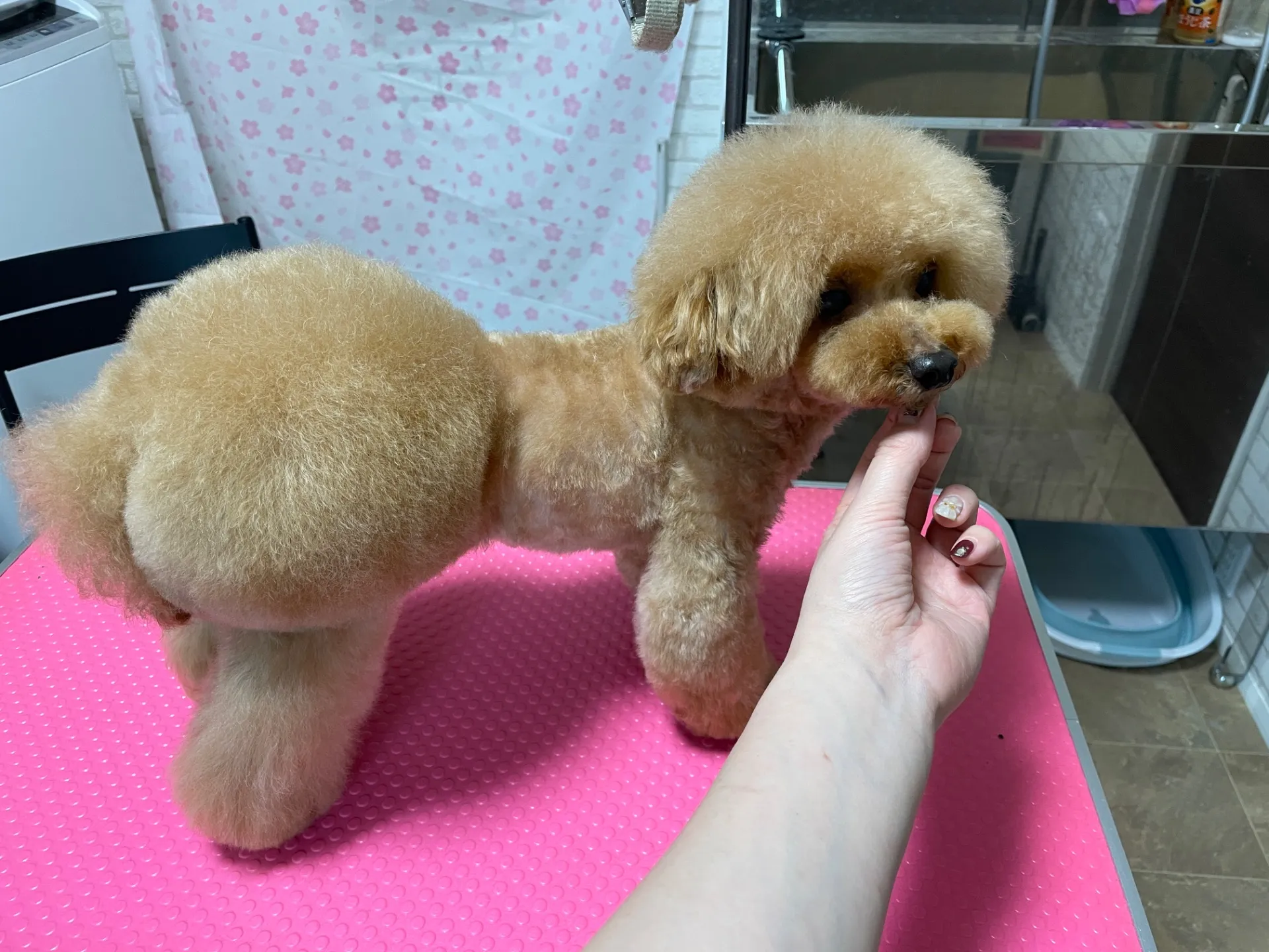 おパンツカット